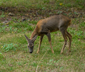 Roe deer grazing on a clearing, Poland, in captivity