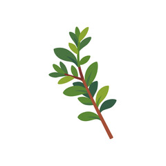 Fresh green thyme aromatic herb sprig, isolated flat style vector illustration
