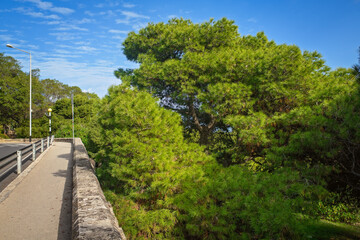 Sunlit Aleppo pine trees and lush Mediterranean greenery frame a pedestrian path with a stone parapet under a blue sky.
