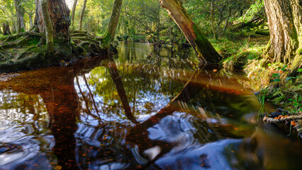 Autumn views in the New Forest