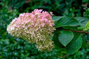 Beautiful white and pink hydrangea flowers.