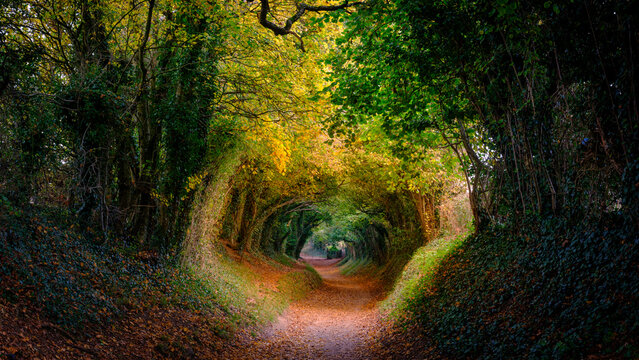 Autumn colours on Windmill Lane, Halnaker, West Sussex