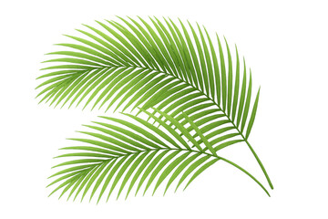 Obraz premium Green palm frond vector illustration on transparent background, adding tropical nature and summer vibes