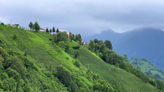 Tea plantations of Rize province with a mountain landscape. Close-up of fresh and bright tea. A tea plant grown on the Black Sea. Karadeniz region in Turkey. Farm for the production of fresh green tea