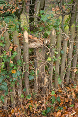 Weathered wooden fence with ivy and autumn leaves