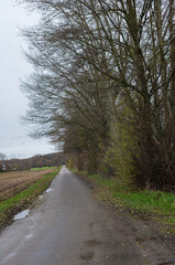 Countryside road leading through bare trees in autumn