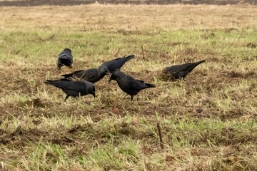 Fototapeta premium Crows foraging in field, finding food