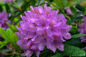 Rhododendron bushes with bright pink flowers in the forest.