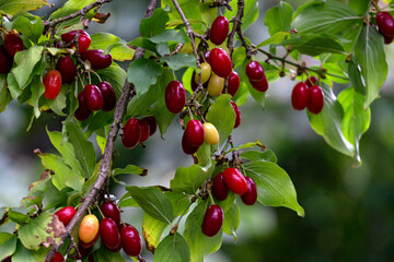 Branches with red, ripe dogwood berries in an organic garden against a background of greenery.
