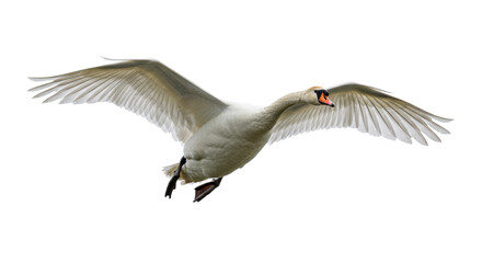 Obraz premium majestic adult mute swan mid-flight, wings fully extended in a powerful down-stroke, showcasing hyper-detailed white plumage and orange bill, isolated on a transparent background. concept of avian
