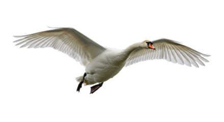 majestic adult mute swan mid-flight, wings fully extended in a powerful down-stroke, showcasing hyper-detailed white plumage and orange bill, isolated on a transparent background. concept of avian