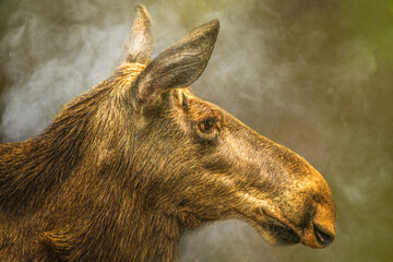 Moose Cow Close-up Profile, Warm Sunlight, Soft Background Haze, Powerful Wild Animal