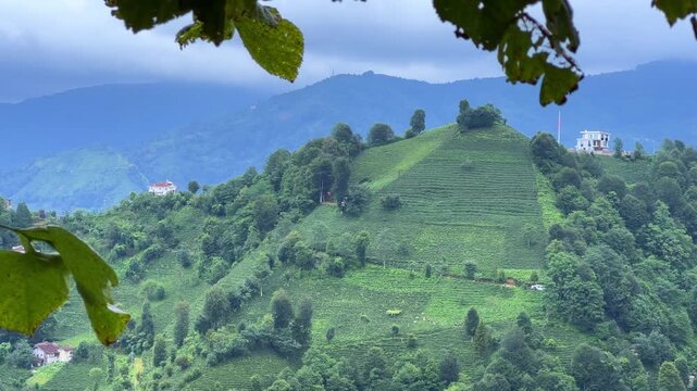 Tea plantations of Rize province with a mountain landscape. Close-up of fresh and bright tea. A tea plant grown on the Black Sea. Karadeniz region in Turkey. Farm for the production of fresh green tea