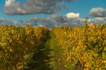 A vineyard with yellowed leaves in the Western Caucasus on a sunny day in late October