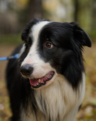 A friendly black and white Border Collie sitting on fallen autumn leaves outdoors. Natural light, shallow depth of field.