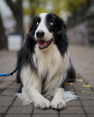A black and white Border Collie lying on a paved walkway outdoors. Natural light and shallow depth of field, urban background.