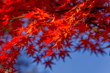 red maple leaves in autumn