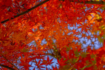 autumn leaves background