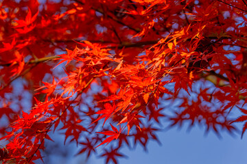 red maple leaves