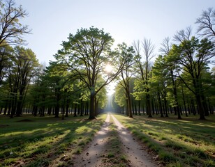 Obraz premium Sunlight Filtering Through Lush Green Trees Along a Serene Pathway in a Tranquil Forest Setting