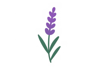 Purple lavender flower doodle icon drawing on transparent background representing nature, aromatherapy, and relaxation