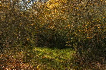 a green clearing surrounded by the thin branches of trees in an autumn forest with yellowed leaves on a sunny day in early November