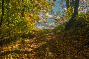 Autumn landscape: a country road surrounded by yellowed leaves and a blue sky with white clouds - a sunny day in early November