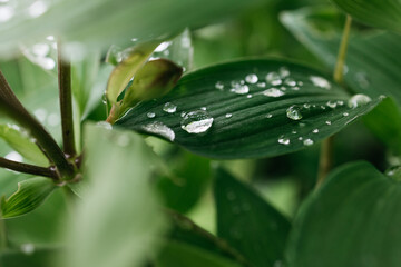 Close-up of green leaves adorned with water droplets, showcasing the beauty of nature and the freshness after rain, emphasizing vibrant textures and natural elements