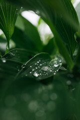 Close-up of lush green leaves with water droplets glistening in natural light, showcasing the beauty of nature and the freshness of a vibrant ecosystem
