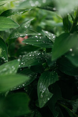 Lush green foliage with water droplets glistening on leaves, showcasing the beauty of nature and the refreshing essence of a vibrant garden environment