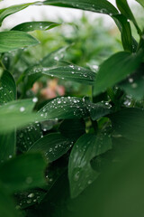 Lush green leaves adorned with water droplets create a serene atmosphere, showcasing the beauty of nature's freshness and vitality in a vibrant garden setting