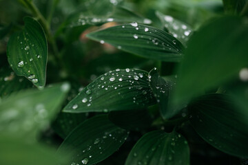 Close-up of lush green leaves adorned with water droplets, showcasing the beauty of nature and the refreshing essence of a vibrant ecosystem in a serene environment