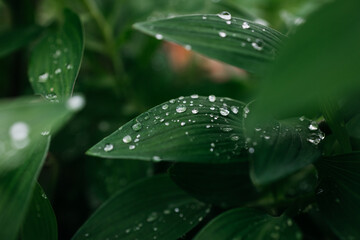 Close-up of green leaves adorned with water droplets, showcasing the beauty of nature and the freshness after rain, creating a serene and tranquil atmosphere