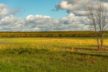 A vineyard field on the Taman Peninsula in southern Russia on a sunny autumn day in early November