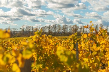 autumn vineyard with bright yellow leaves under a blue sky with white cumulus clouds on a sunny day