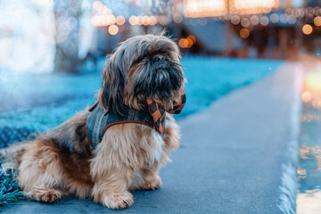Cute dog in stylish vest sits by fountain during evening event with blurred lights in background