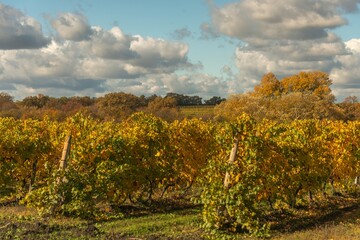 An autumn landscape of a vineyard on the Taman Peninsula in southern Russia on a sunny day in early November