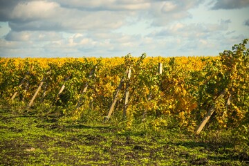 A vineyard with yellowed leaves on a spar with concrete supports in the foothills of the Western Caucasus before the onset of winter on a sunny autumn day in early November