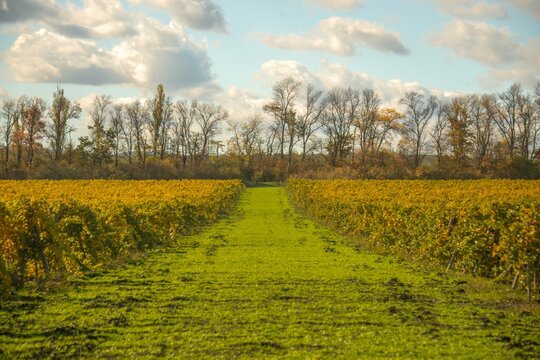 A clearing between vineyards near a forest shelterbelt in the Western Caucasus on a sunny day in late October