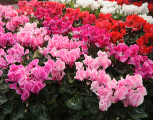 Cyclamen persicum  blooms in the garden.