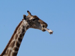Fototapeta premium Giraffe in Etosha chewing a bone, displaying rare osteophagy behavior under a clear blue sky in Namibia.