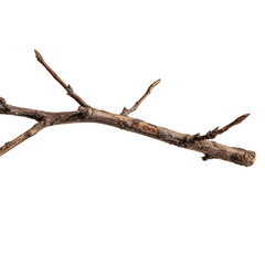 A single dry brown twig with small buds on a white background
