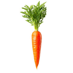 Fresh orange carrot with green stems isolated on white background