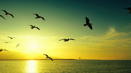 Animal Bird Seagulls Flying in a Sunny Daylight