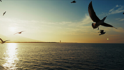 Animal Bird Seagulls Flying in a Sunny Daylight