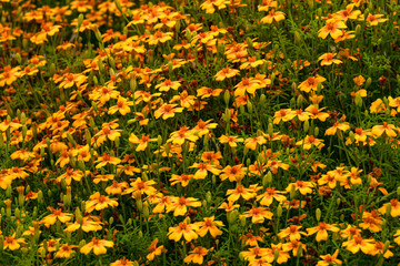 Marigold flowers in the flowerbed. Beautiful flower bed in a summer park.