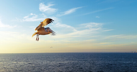 Animal Bird Seagulls Flying in a Sunny Daylight