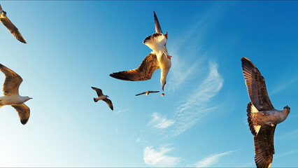 Animal Bird Seagulls Flying in a Sunny Daylight
