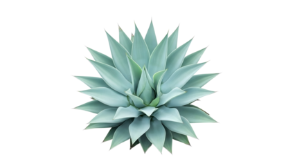 Symmetrical Bluegreen Agave Succulent With Sharp Pointed Leaves Forming A Starlike Rosette Pattern