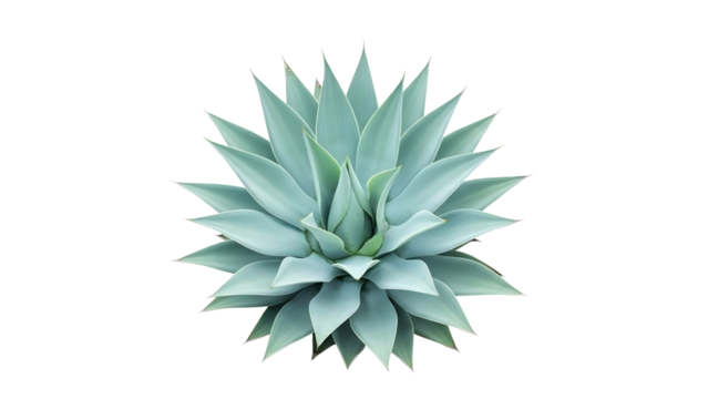Symmetrical Bluegreen Agave Succulent With Sharp Pointed Leaves Forming A Starlike Rosette Pattern